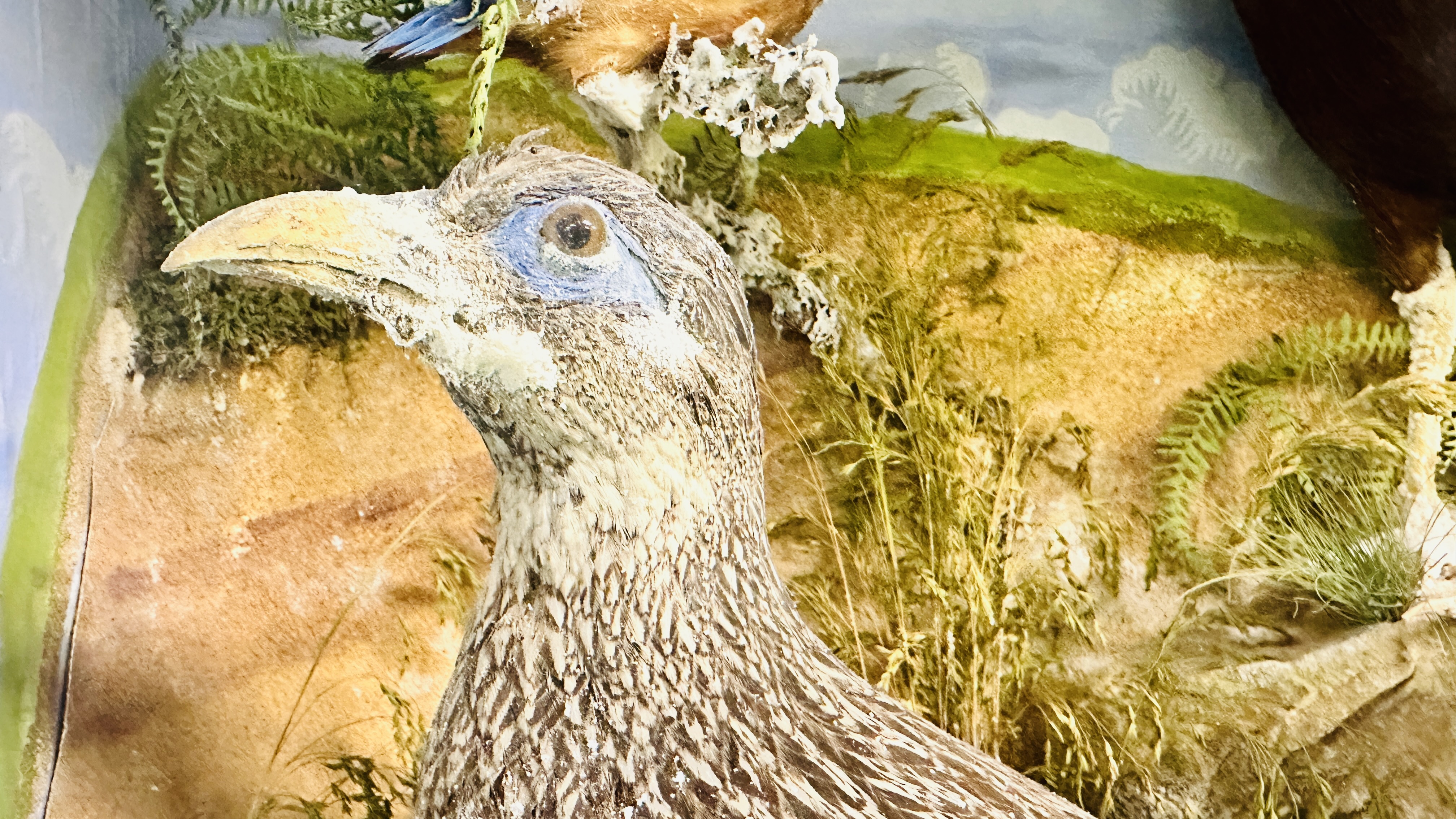 A VICTORIAN CASED TAXIDERMY STUDY OF MULTIPLE BIRDS INCLUDING SNIPE, KINGFISHERS AND GAME BIRDS, - Image 4 of 12