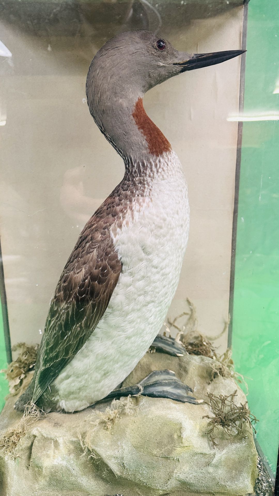 A VICTORIAN CASED TAXIDERMY STUDY OF A RED-THROATED DIVER, - Image 2 of 6