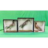 A GROUP OF 3 VICTORIAN CASED TAXIDERMY STUDIES OF VARIOUS WADING BIRDS VARIOUS SIZES (SIGNS OF