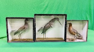 A GROUP OF 3 VICTORIAN CASED TAXIDERMY STUDIES OF VARIOUS WADING BIRDS VARIOUS SIZES (SIGNS OF
