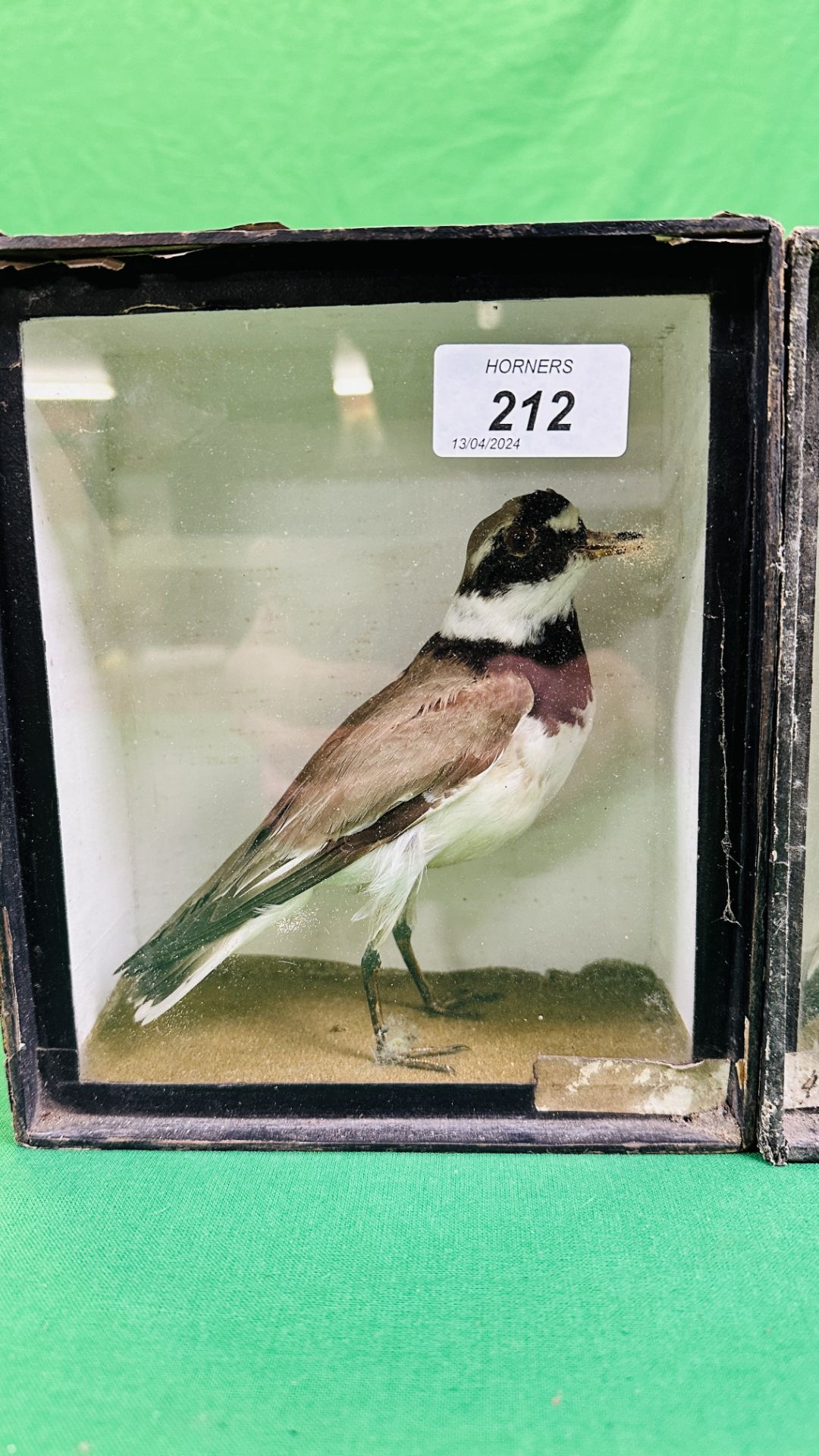 A GROUP OF 3 VICTORIAN CASED TAXIDERMY STUDIES OF WADING BIRDS TO INCLUDE A RINGED PLOVER EXAMPLE - - Image 4 of 5