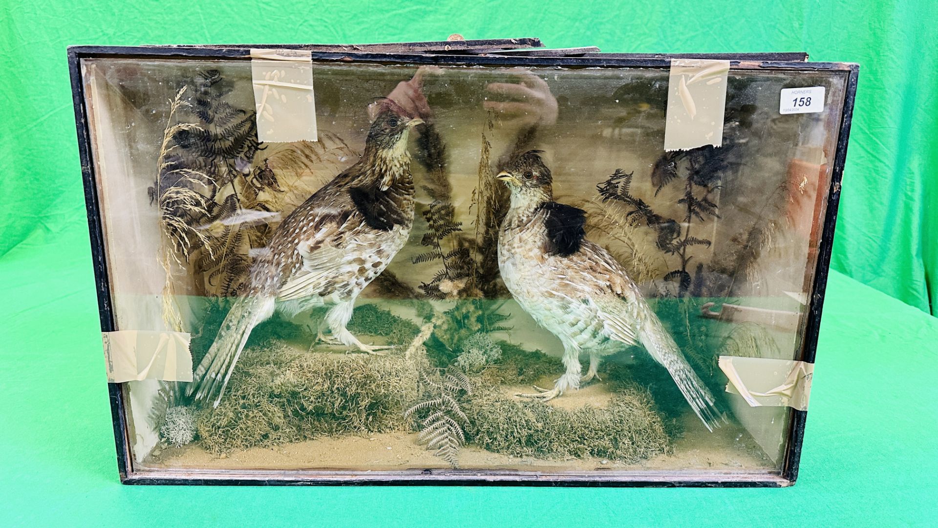 A VICTORIAN CASED TAXIDERMY STUDY OF A PAIR OF RUFFED GROUSE, - Bild 8 aus 10
