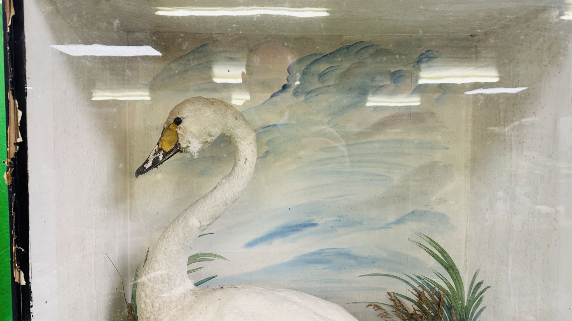A VICTORIAN CASED TAXIDERMY STUDY OF A SWAN, IN A NATURALISTIC SETTING - W 72.5CM X H 88CM. - Image 5 of 6
