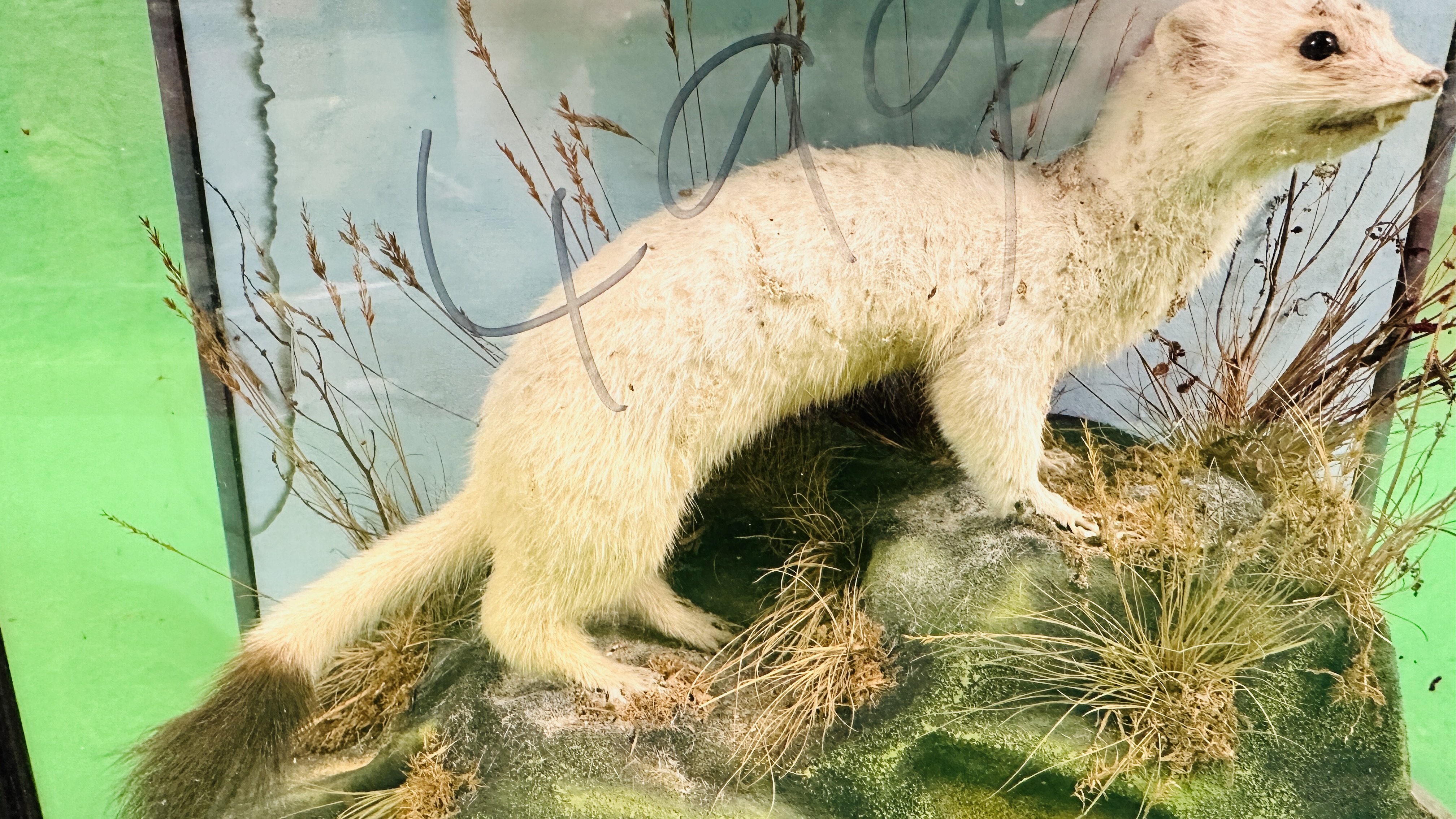 A VICTORIAN CASED TAXIDERMY STUDY OF A STOAT, IN A NATURALISTIC SETTING - W 38.5CM X H 31. - Image 3 of 5