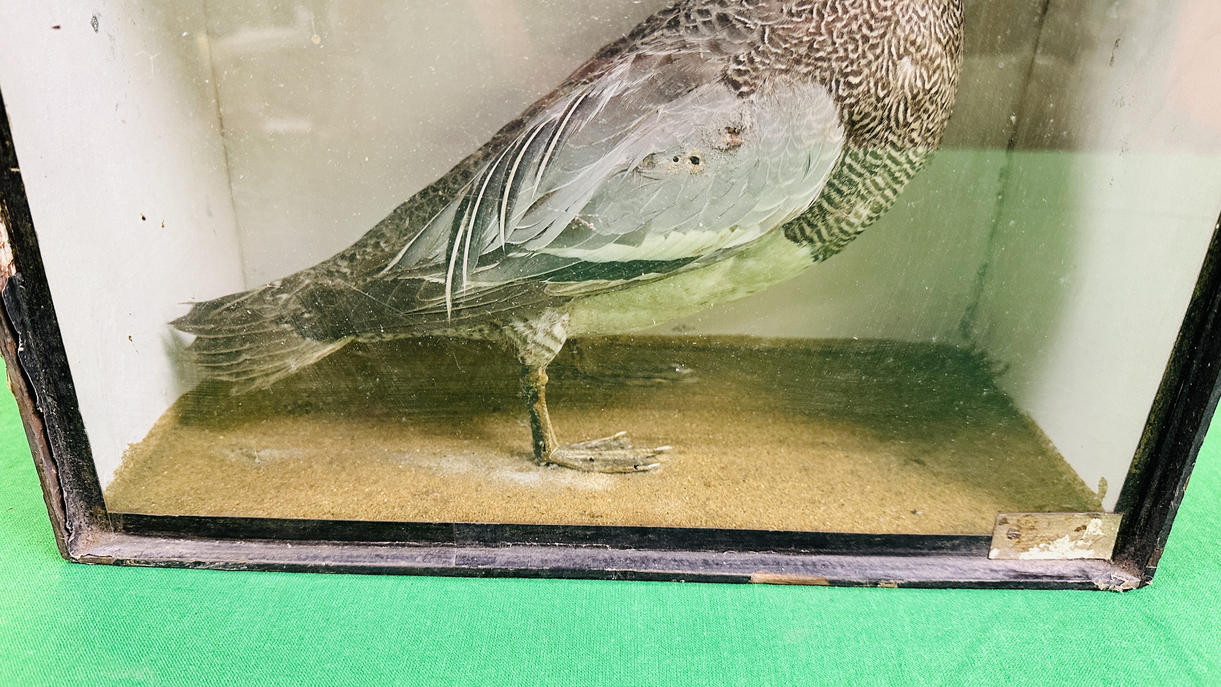 A VICTORIAN CASED TAXIDERMY STUDY OF A GARGANEY - W 32CM X H 28.5CM X D 14CM. - Image 5 of 7