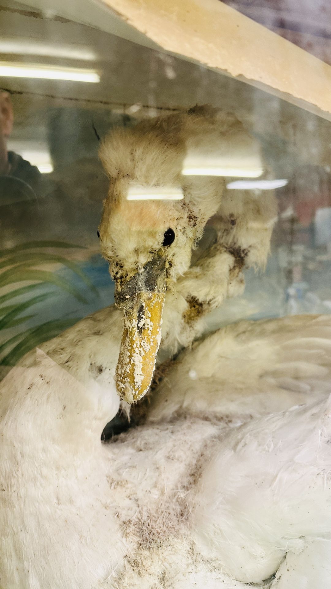 A VICTORIAN CASED TAXIDERMY STUDY OF A SWAN, - Image 3 of 10