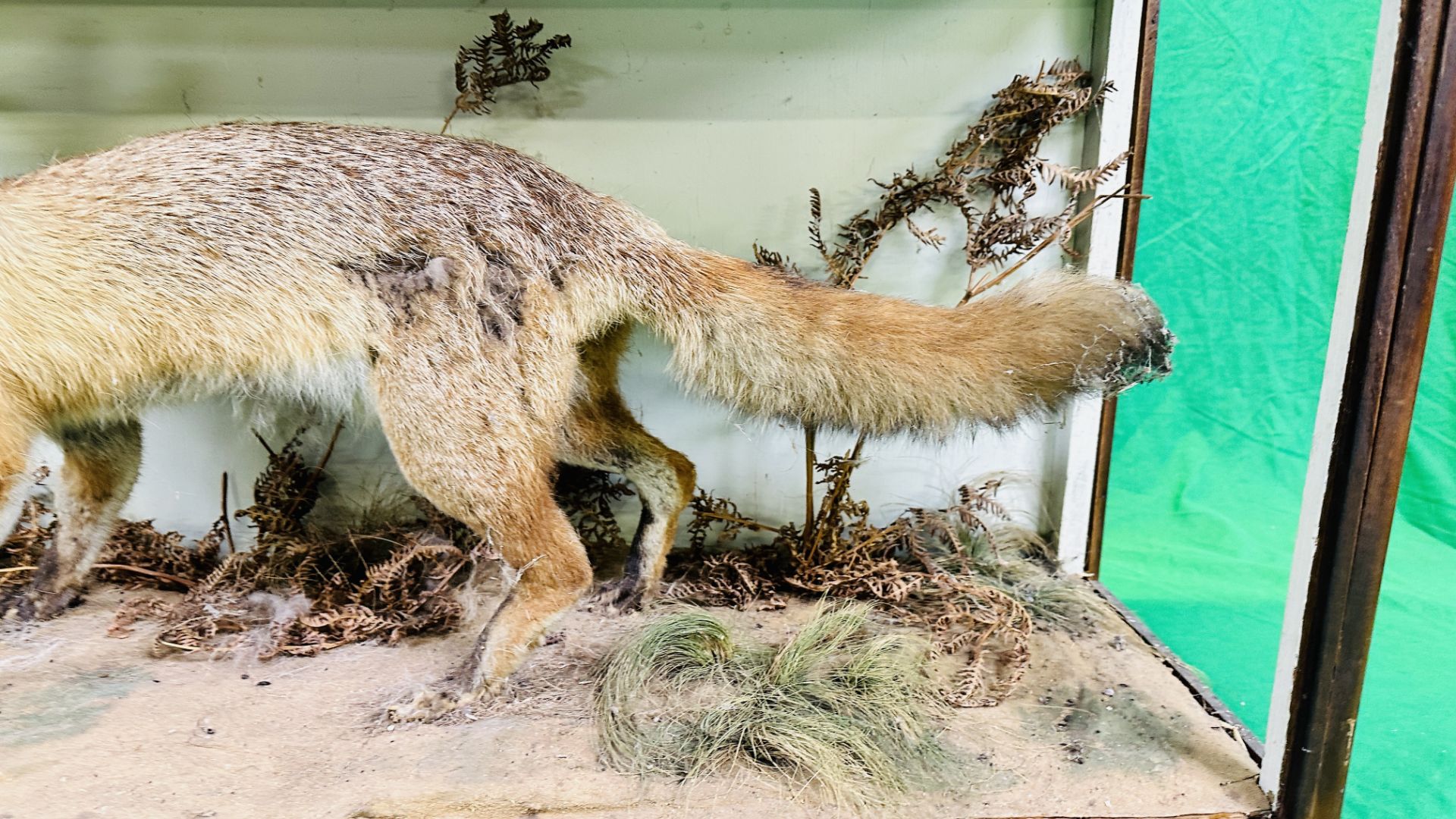 A VICTORIAN CASED TAXIDERMY STUDY OF A FOX, IN A NATURALISTIC SETTING - W 107CM X H 57CM X D 35. - Image 4 of 7