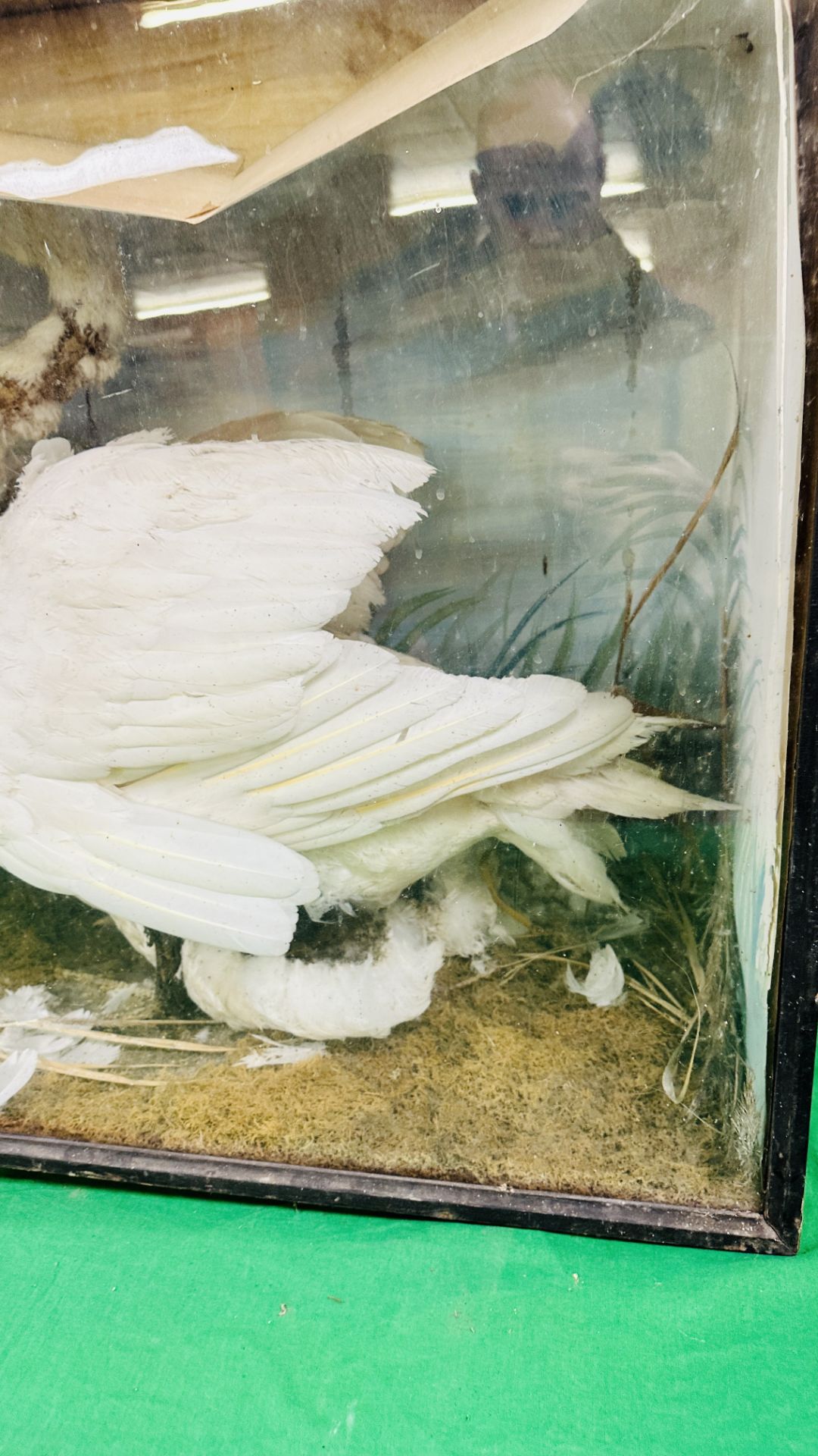 A VICTORIAN CASED TAXIDERMY STUDY OF A SWAN, - Image 8 of 10