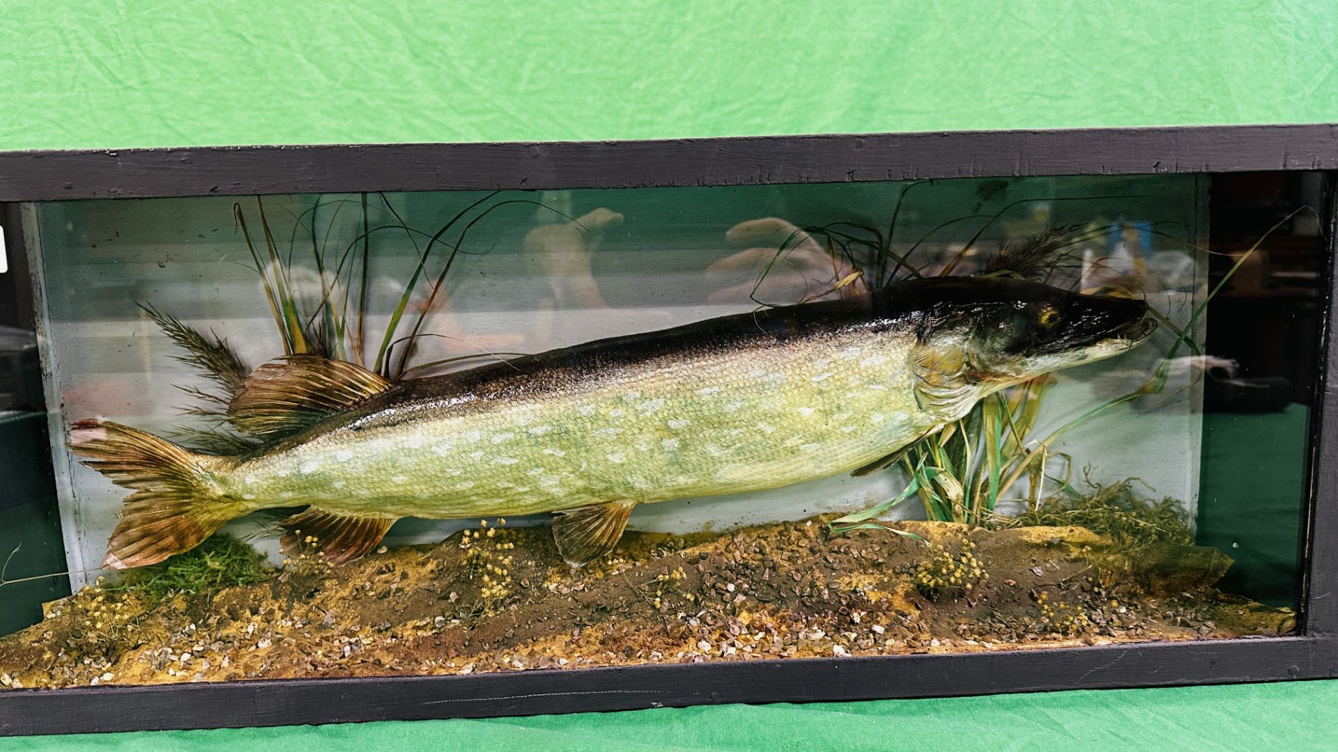 A CASED VICTORIAN TAXIDERMY STUDY OF A PIKE, W 72CM X D 14CM X H 28CM. - Image 2 of 6