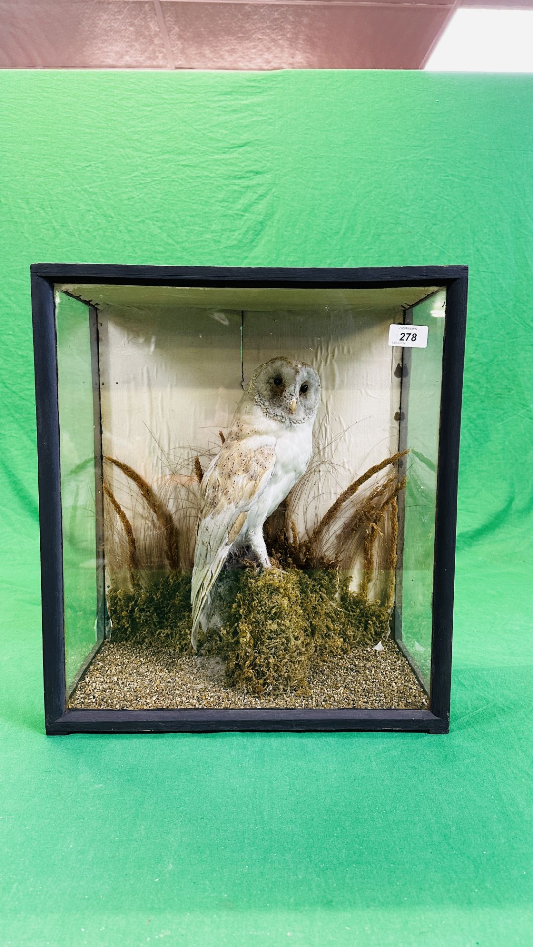 A CASED VICTORIAN TAXIDERMY STUDY OF A OWL, W 43CM X D 24CM X H 48CM. - Image 3 of 8