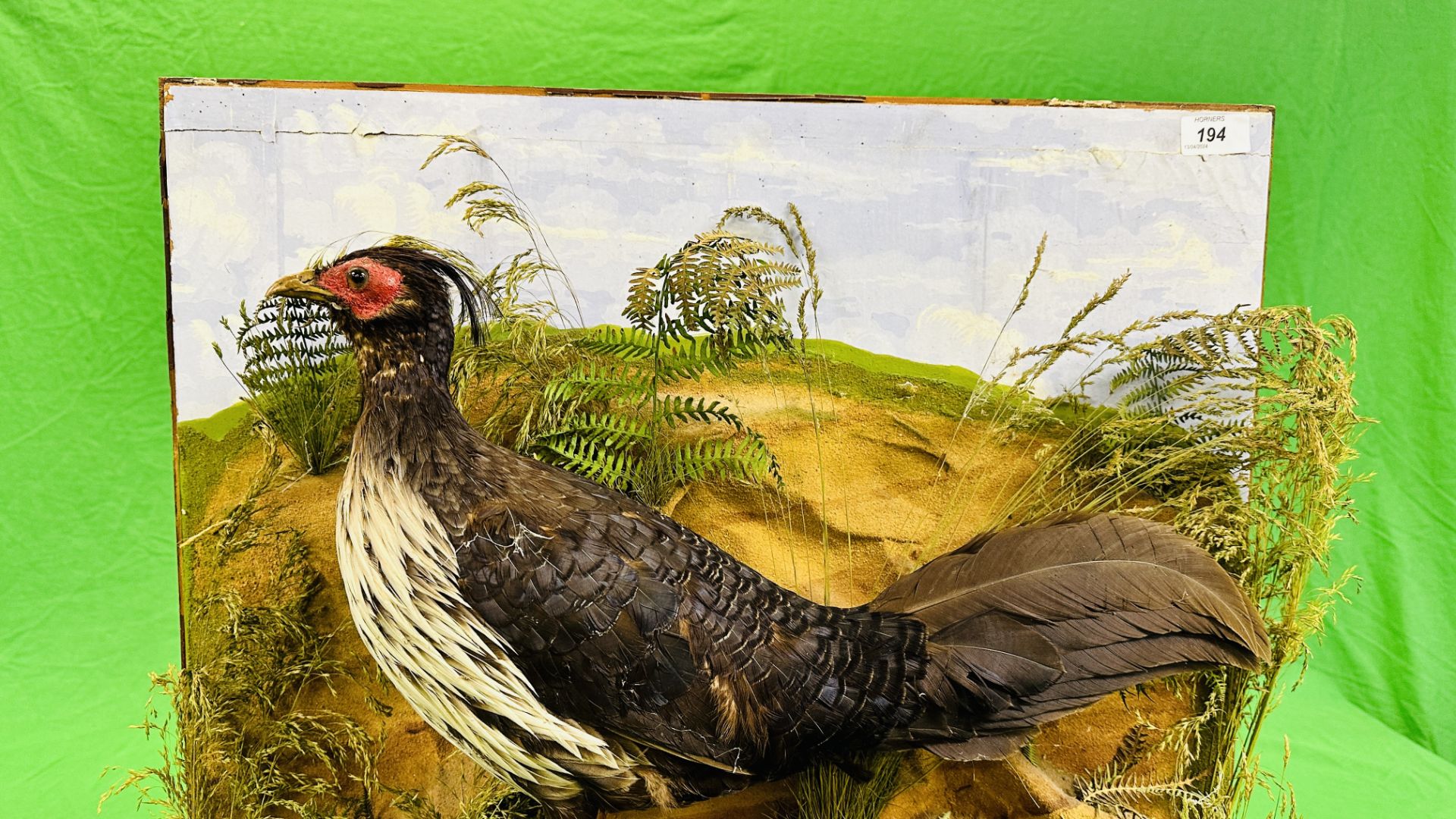 A VICTORIAN MOUNTED TAXIDERMY STUDY OF A PAIR OF CONTINENTAL PHEASANTS, - Bild 2 aus 7