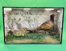 A CASED DISPLAY OF TAXIDERMY OF AN ADULT PAIR OF PHEASANTS.