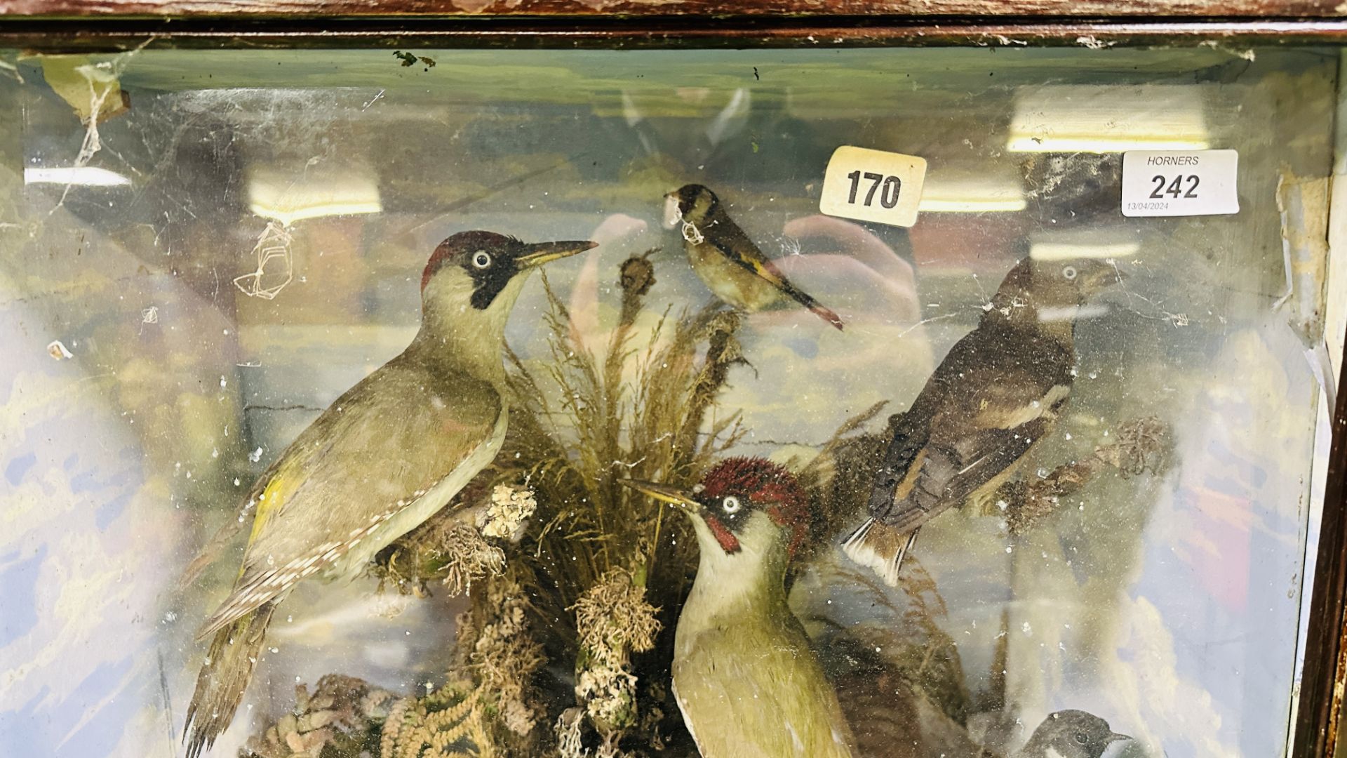 A VICTORIAN CASED TAXIDERMY STUDY OF SMALL BIRDS INCLUDING GREEN WOODPECKER HAWFINCH & LITTLE GREBE - Image 2 of 8