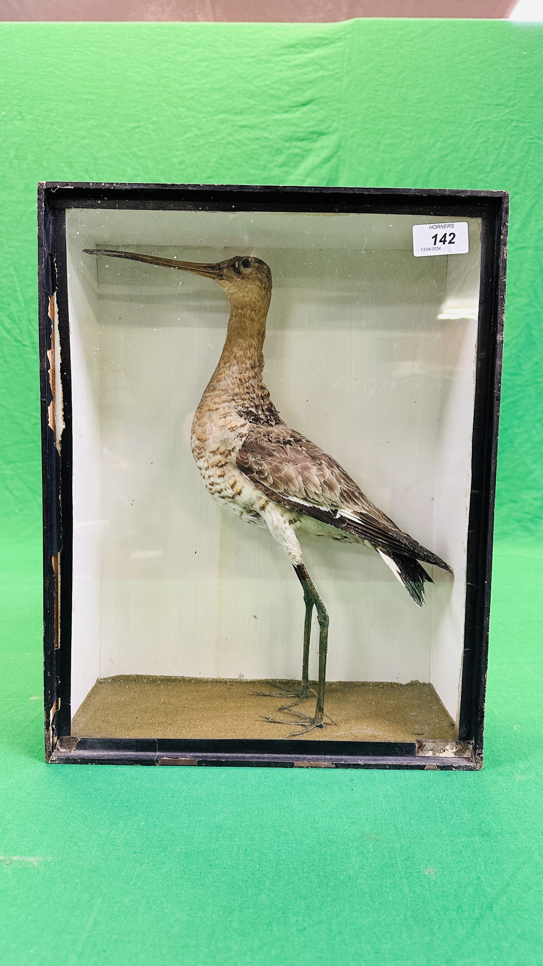 A VICTORIAN CASED TAXIDERMY STUDY OF A WADING BIRD - W 32CM X H 41CM X D 14CM.