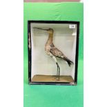 A VICTORIAN CASED TAXIDERMY STUDY OF A WADING BIRD - W 32CM X H 41CM X D 14CM.