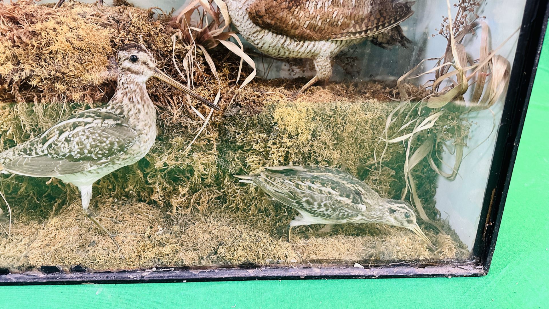 A VICTORIAN CASED TAXIDERMY STUDY DEPICTING SNIPE & WOODCOCK, - Bild 4 aus 8