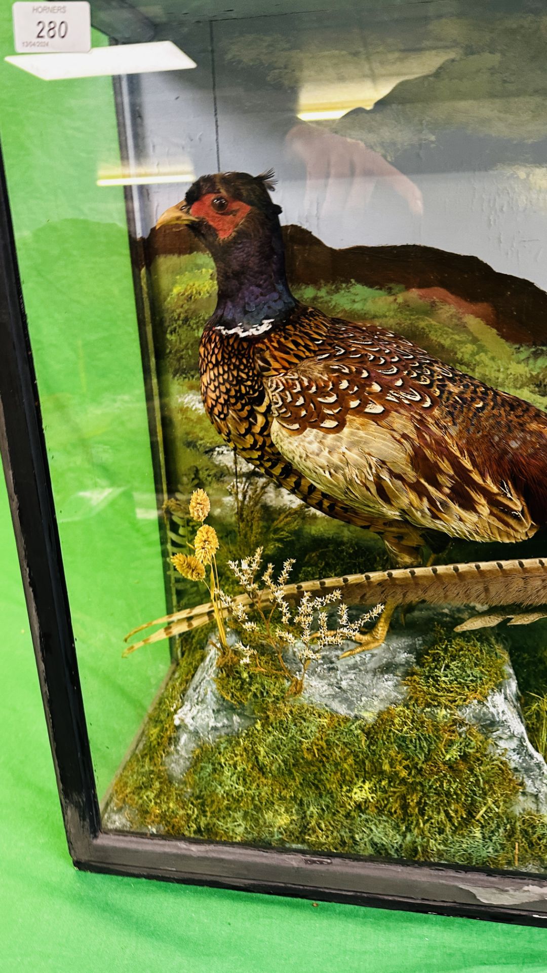 A CASED VICTORIAN TAXIDERMY STUDY OF TWO PHEASANTS, W 86CM X D 25CM X H 61CM. - Image 5 of 5