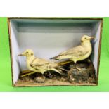 A VICTORIAN CASED TAXIDERMY STUDY OF TWO SEAGULLS,