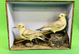 A VICTORIAN CASED TAXIDERMY STUDY OF TWO SEAGULLS,
