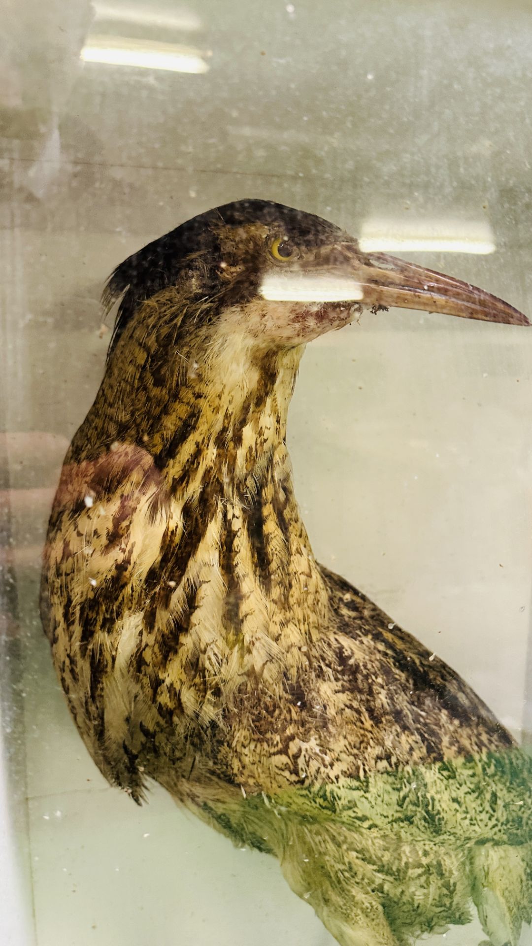 A VICTORIAN CASED TAXIDERMY STUDY OF A BITTERN - W 39CM X H 62CM X D 25. - Image 3 of 7