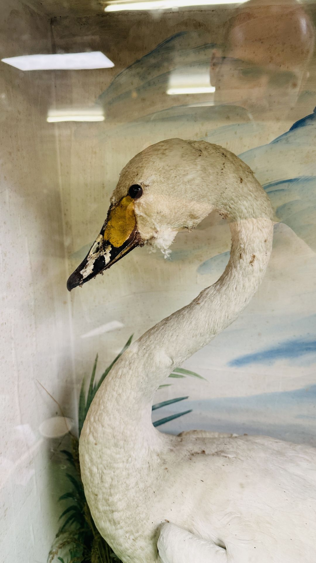 A VICTORIAN CASED TAXIDERMY STUDY OF A SWAN, IN A NATURALISTIC SETTING - W 72.5CM X H 88CM. - Image 2 of 6