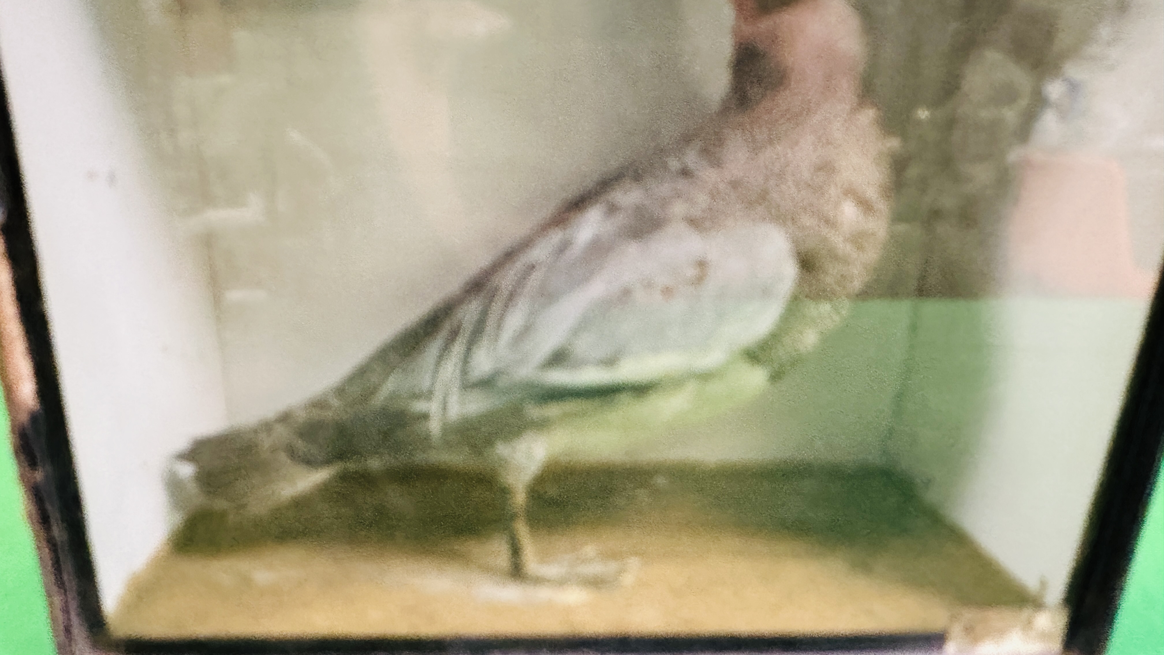 A VICTORIAN CASED TAXIDERMY STUDY OF A GARGANEY - W 32CM X H 28.5CM X D 14CM. - Image 4 of 7