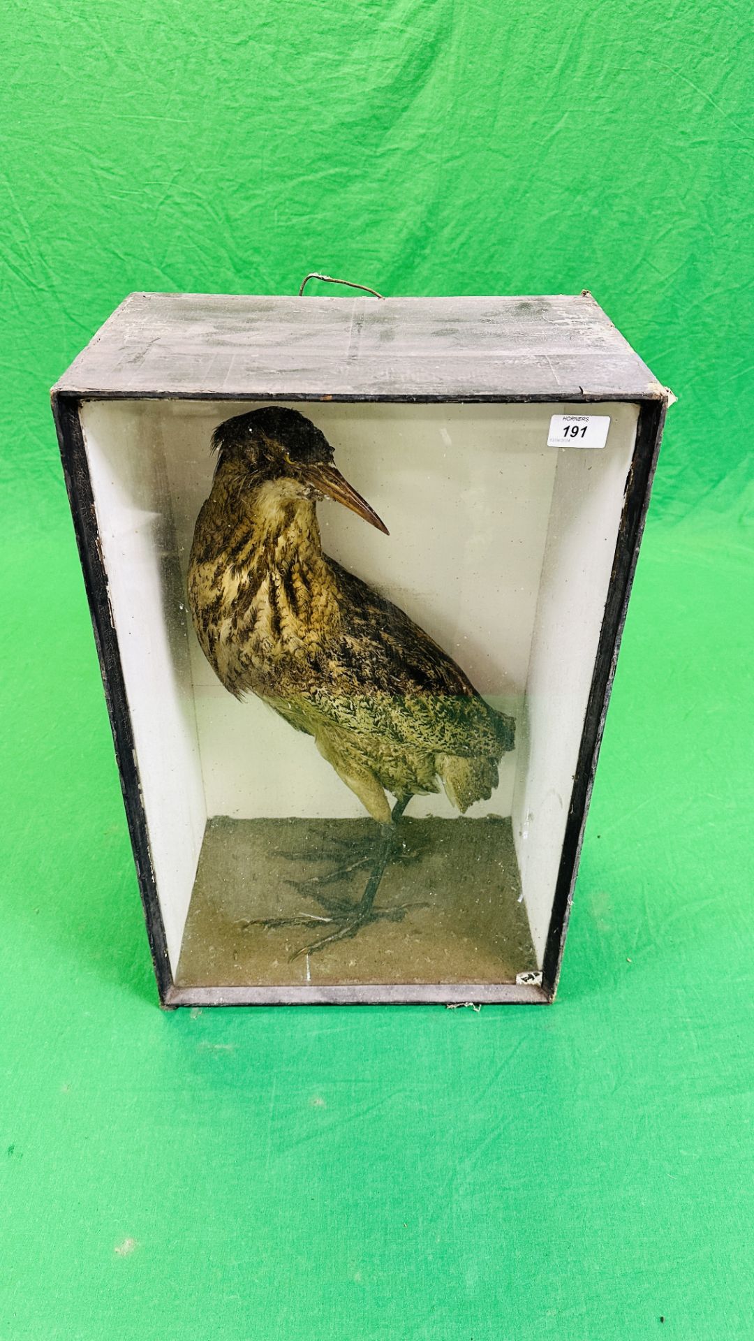 A VICTORIAN CASED TAXIDERMY STUDY OF A BITTERN - W 39CM X H 62CM X D 25. - Image 6 of 7