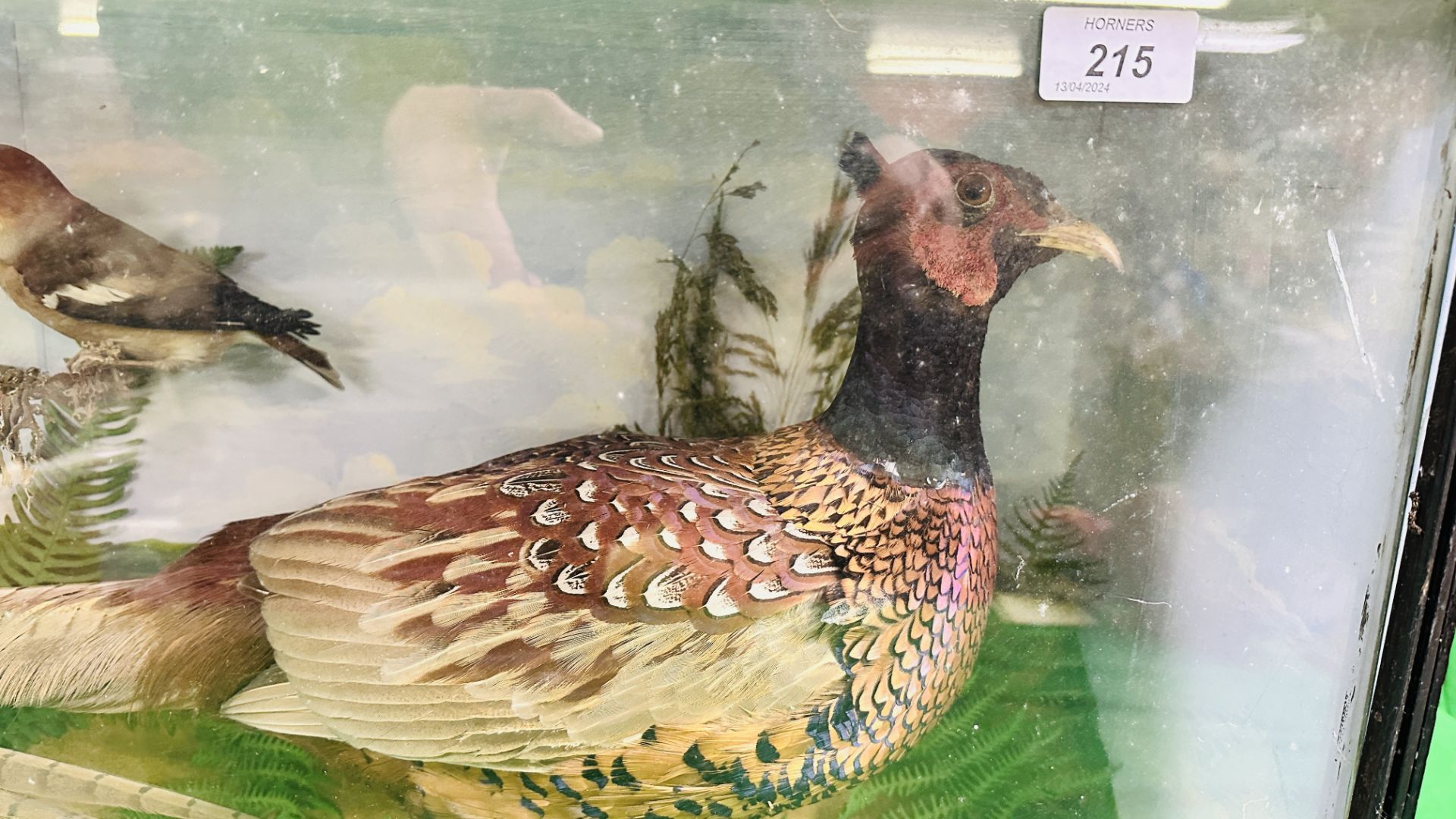 A VICTORIAN CASED TAXIDERMY STUDY DEPICTING A PAIR PHEASANTS, - Image 4 of 9