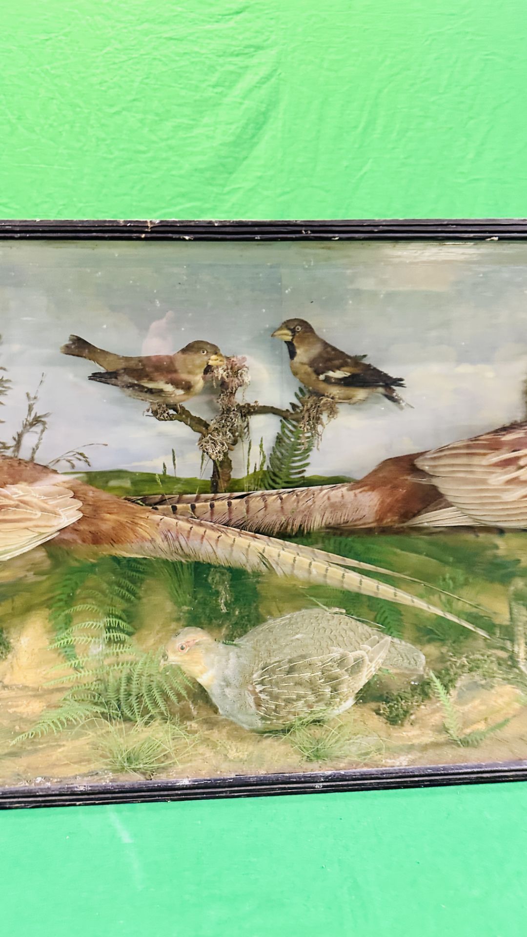 A VICTORIAN CASED TAXIDERMY STUDY DEPICTING A PAIR PHEASANTS, - Image 7 of 9