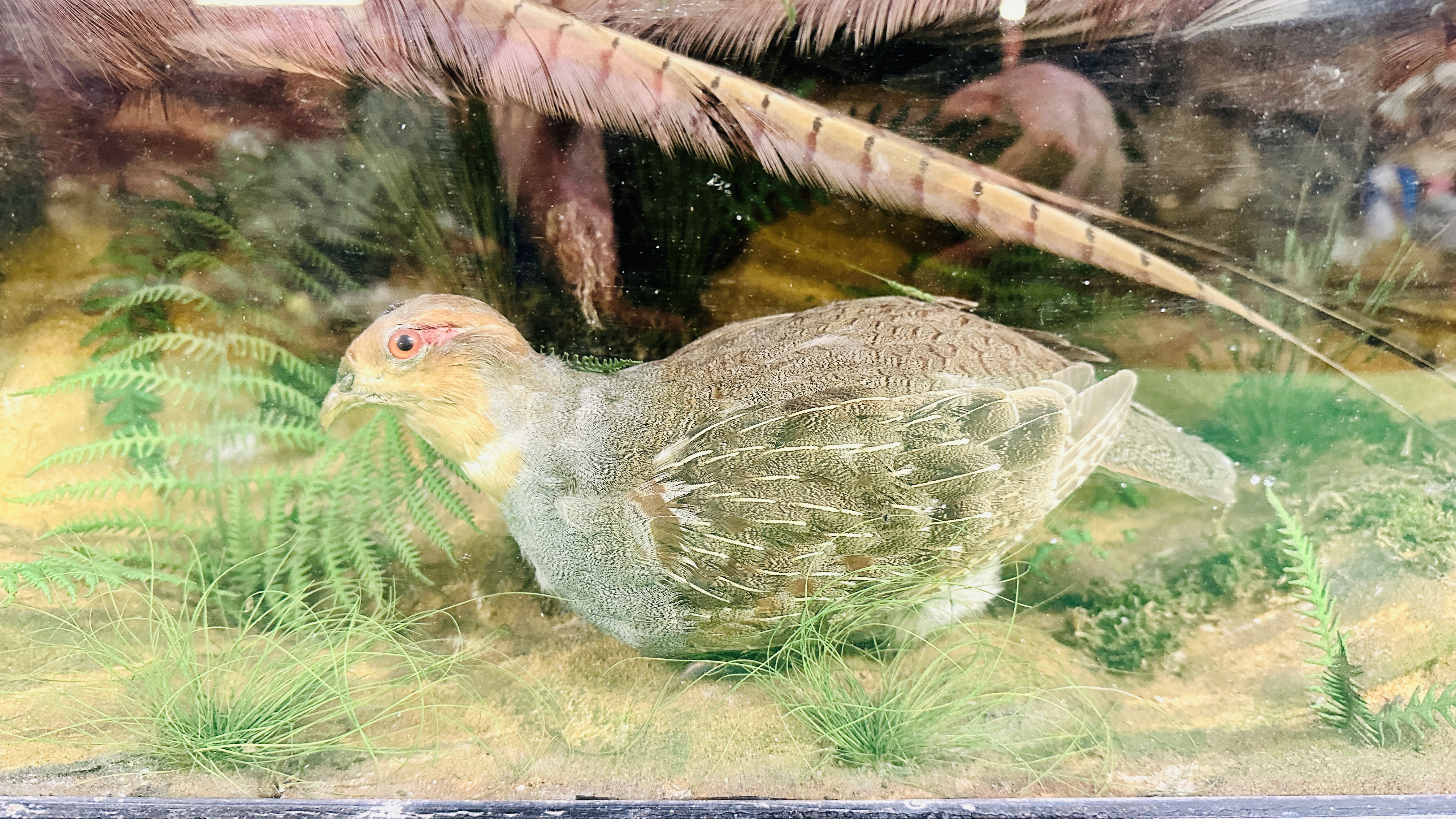 A VICTORIAN CASED TAXIDERMY STUDY DEPICTING A PAIR PHEASANTS, - Image 5 of 9