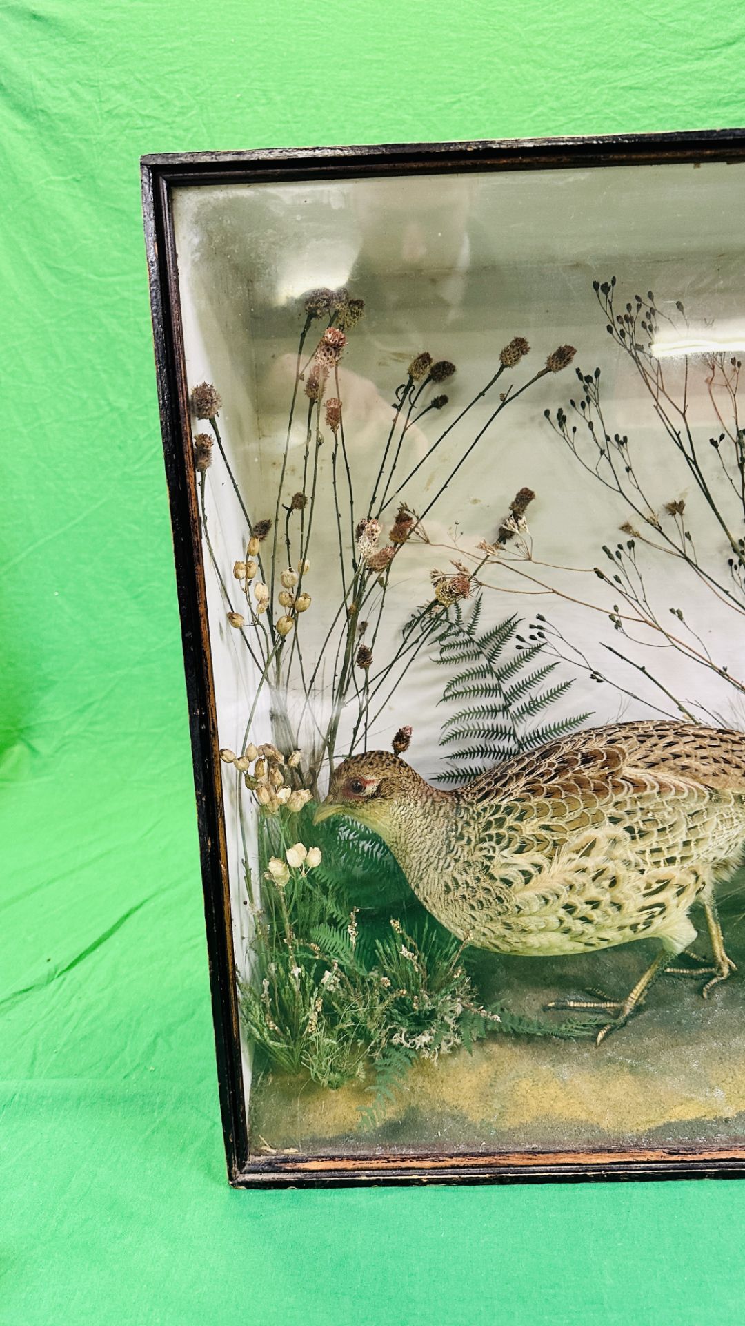 A CASED DISPLAY OF TAXIDERMY OF AN ADULT PAIR OF PHEASANTS. - Image 5 of 8