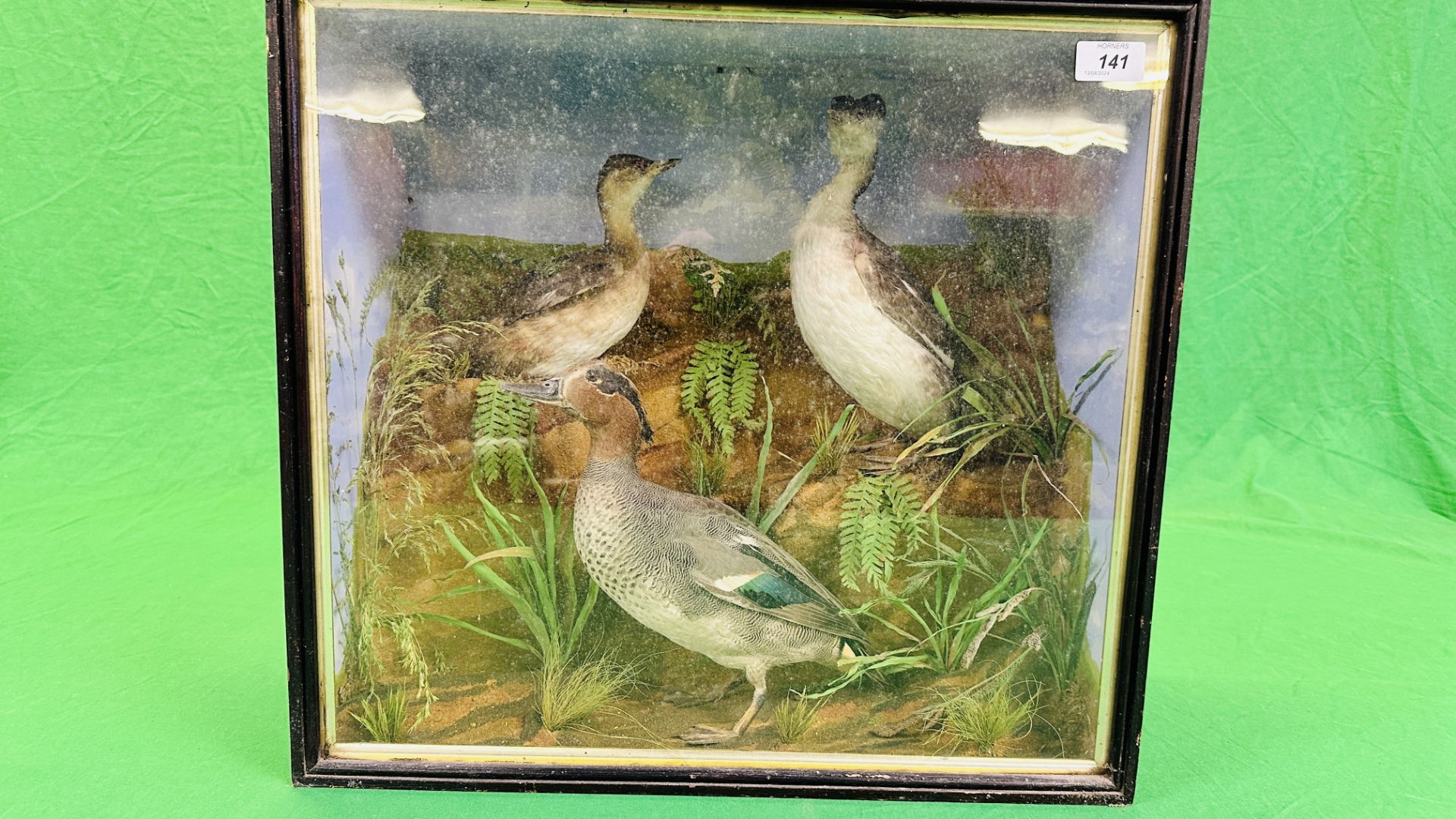 A VICTORIAN CASED TAXIDERMY STUDY DEPICTING A TEAL & TWO GREBES, - Image 4 of 7