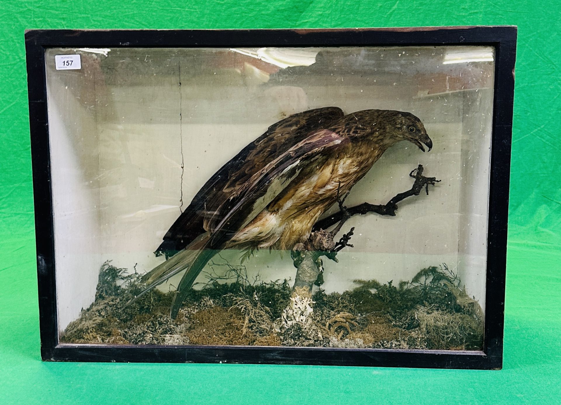A VICTORIAN CASED TAXIDERMY STUDY OF A HONEY BUZZARD, IN A NATURALISTIC SETTING - W 73CM X H 52. - Image 6 of 8