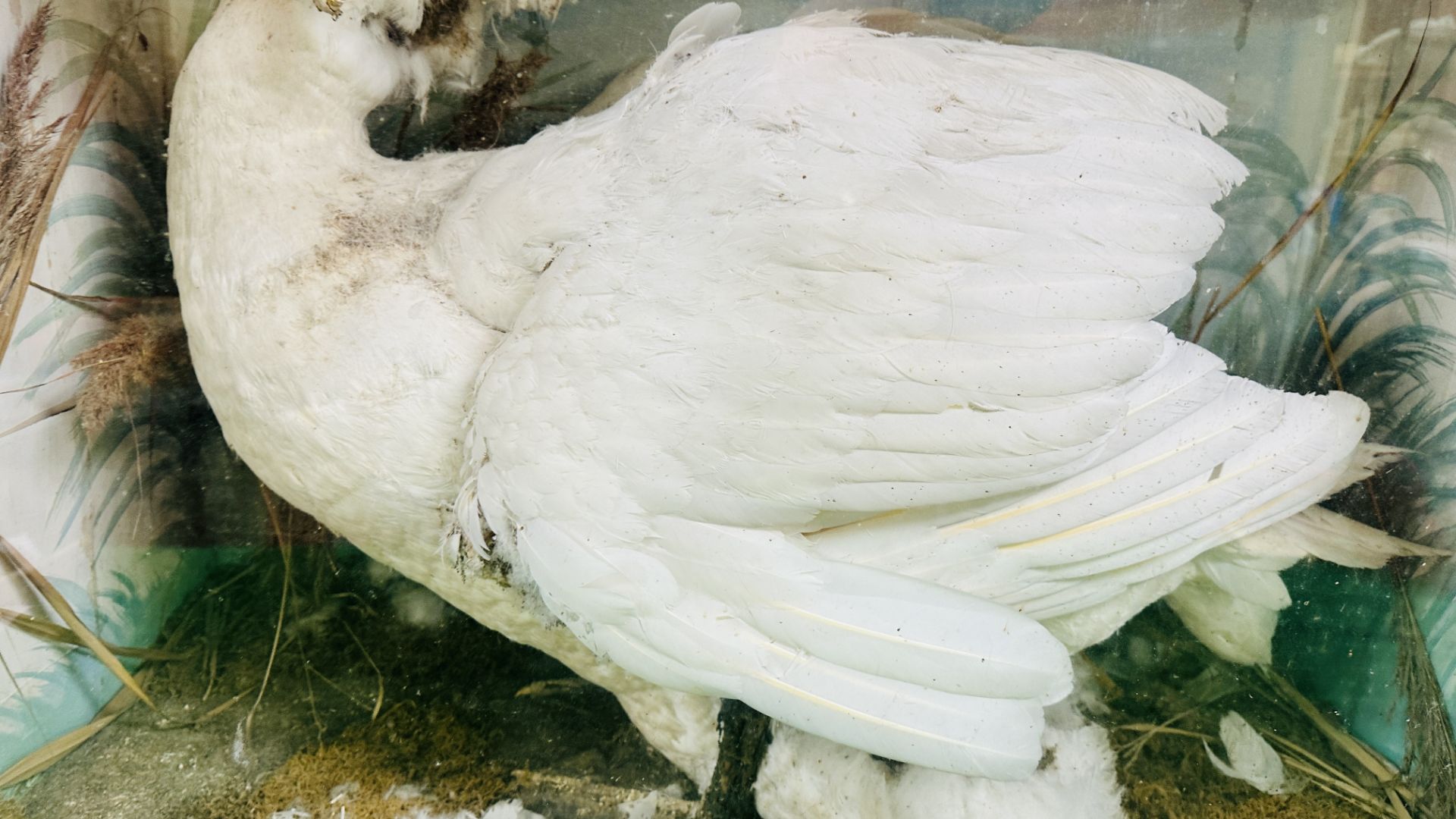 A VICTORIAN CASED TAXIDERMY STUDY OF A SWAN, - Image 5 of 10