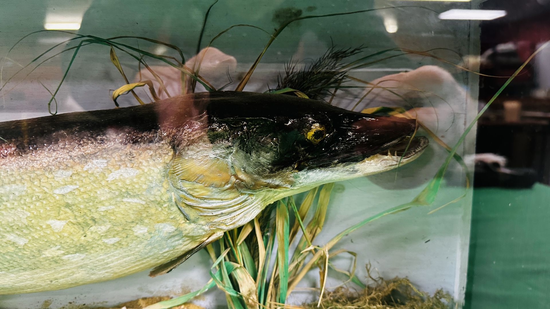 A CASED VICTORIAN TAXIDERMY STUDY OF A PIKE, W 72CM X D 14CM X H 28CM. - Image 4 of 6