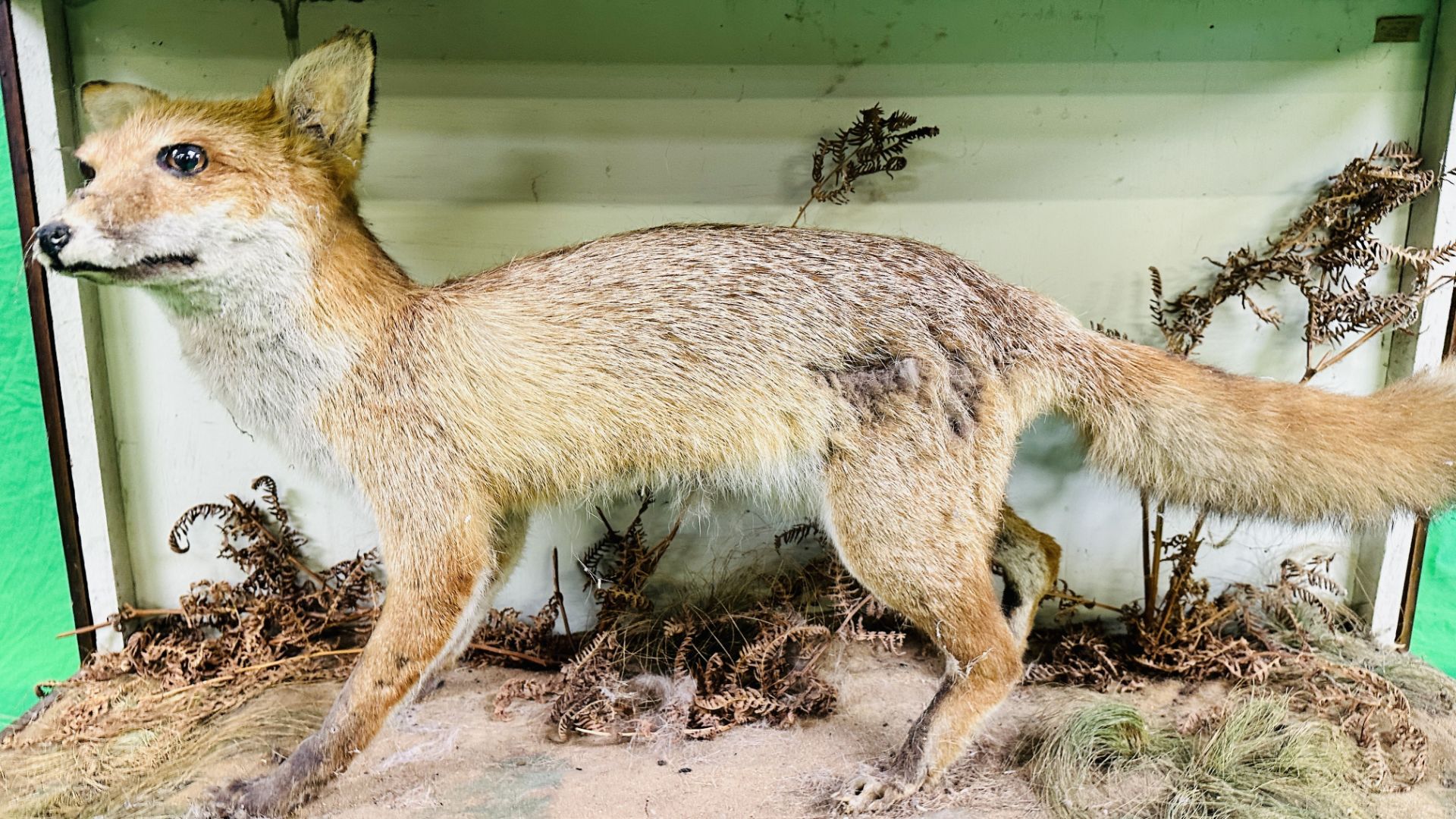 A VICTORIAN CASED TAXIDERMY STUDY OF A FOX, IN A NATURALISTIC SETTING - W 107CM X H 57CM X D 35. - Image 3 of 7