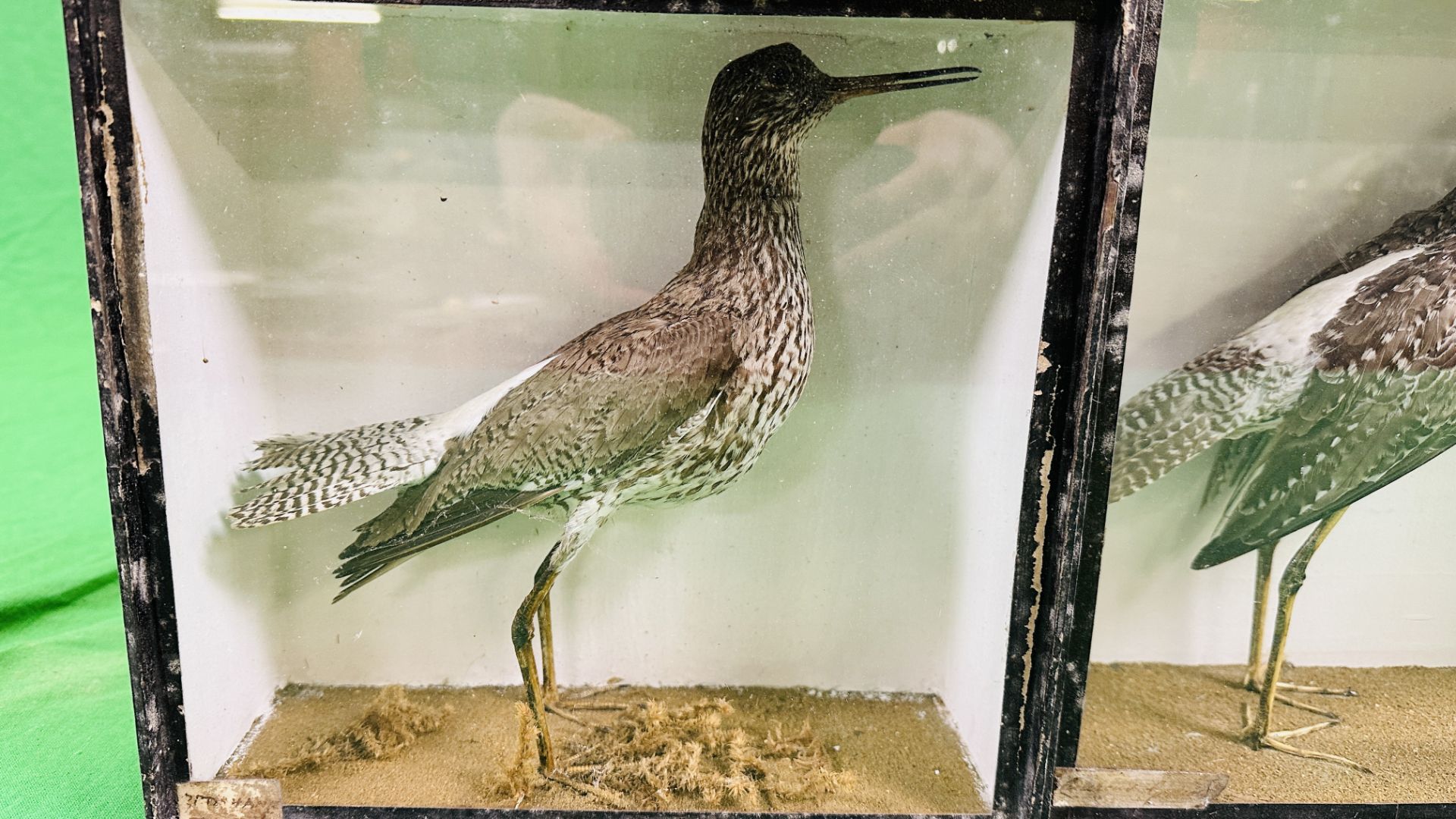 A GROUP OF 3 VICTORIAN CASED TAXIDERMY STUDIES OF VARIOUS WADING BIRDS VARIOUS SIZES (SIGNS OF - Image 4 of 8