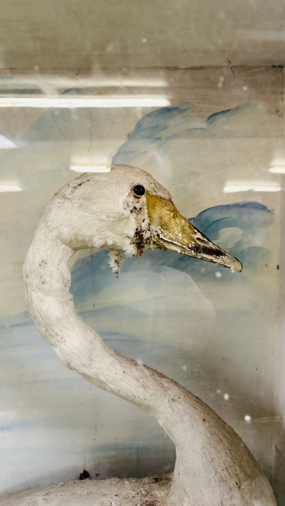 A VICTORIAN CASED TAXIDERMY STUDY OF A SWAN, - Image 3 of 7