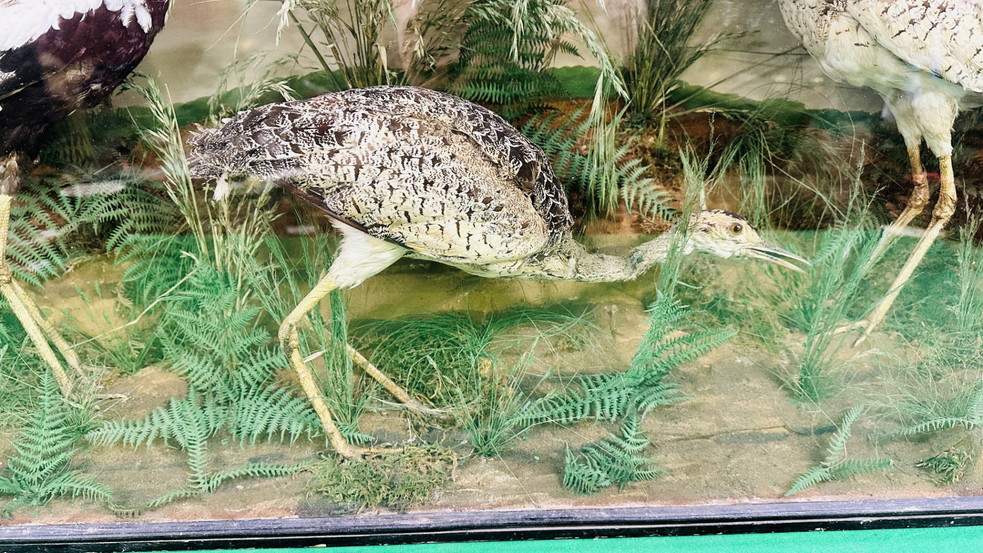 A VICTORIAN CASED TAXIDERMY STUDY OF A GROUP OF THREE WADING BIRDS, - Image 3 of 8