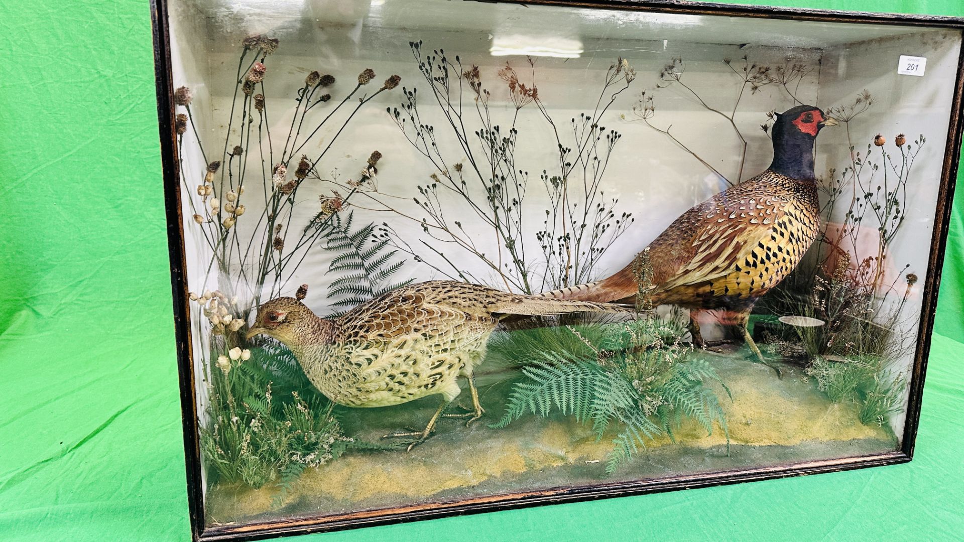 A CASED DISPLAY OF TAXIDERMY OF AN ADULT PAIR OF PHEASANTS. - Image 6 of 8