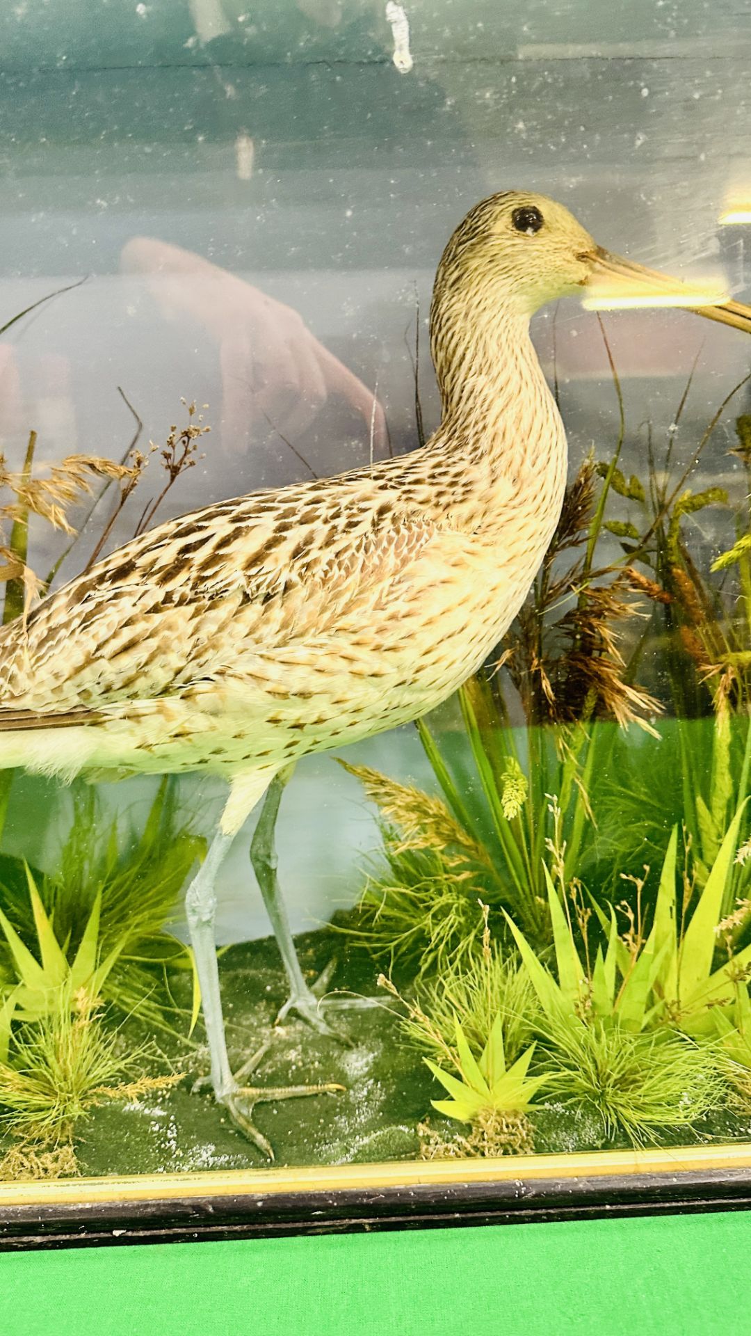 A VICTORIAN CASED TAXIDERMY STUDY OF A CURLEW, IN A NATURALISTIC SETTING - W 59CM X H 48. - Bild 7 aus 11