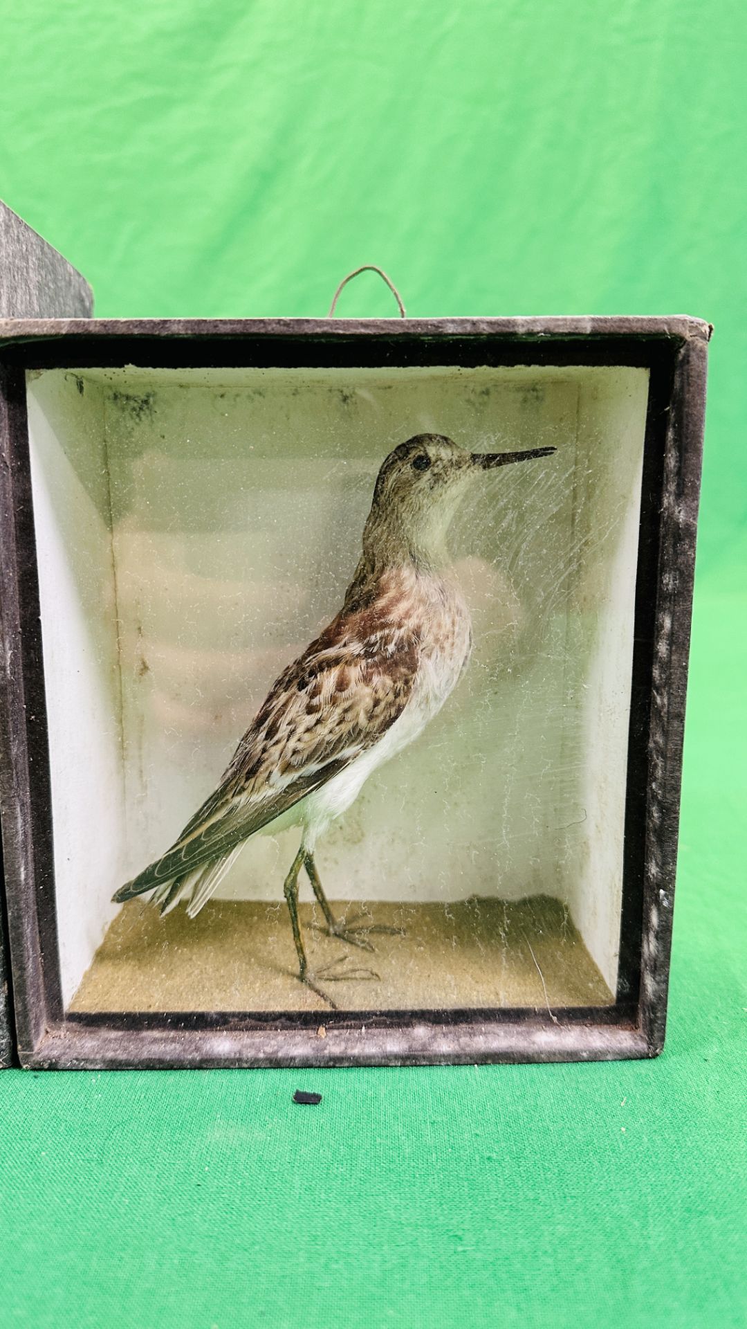 A GROUP OF 3 VICTORIAN CASED TAXIDERMY STUDIES OF WADING BIRDS TO INCLUDE A RINGED PLOVER EXAMPLE - - Image 2 of 5
