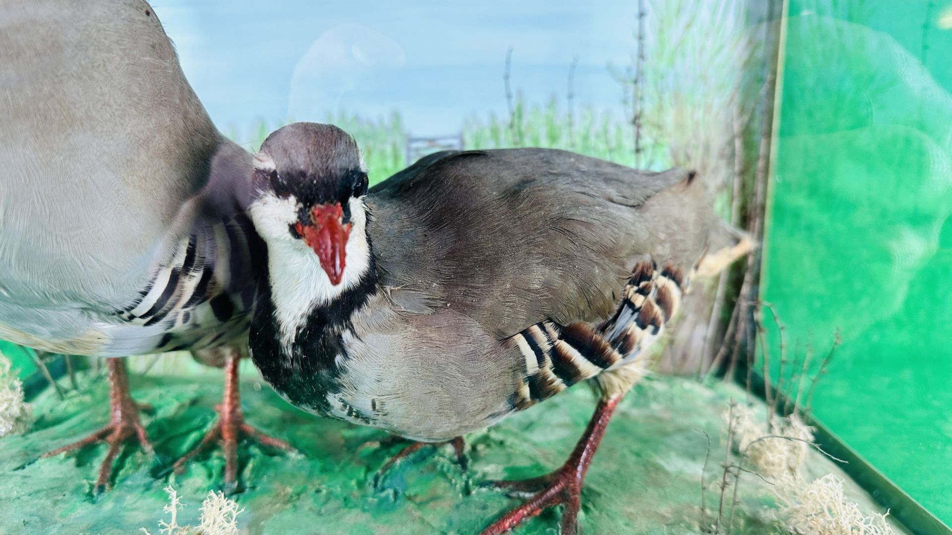 A TAXIDERMY STUDY OF TWO MOUNTED PARTRIDGES - Bild 2 aus 7