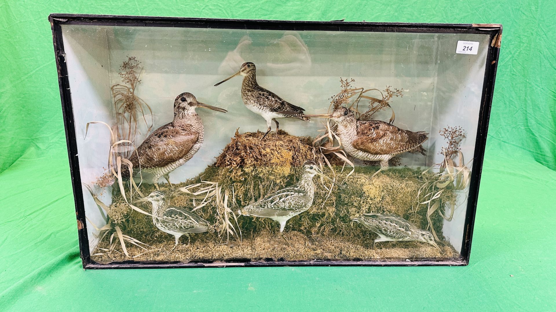 A VICTORIAN CASED TAXIDERMY STUDY DEPICTING SNIPE & WOODCOCK,