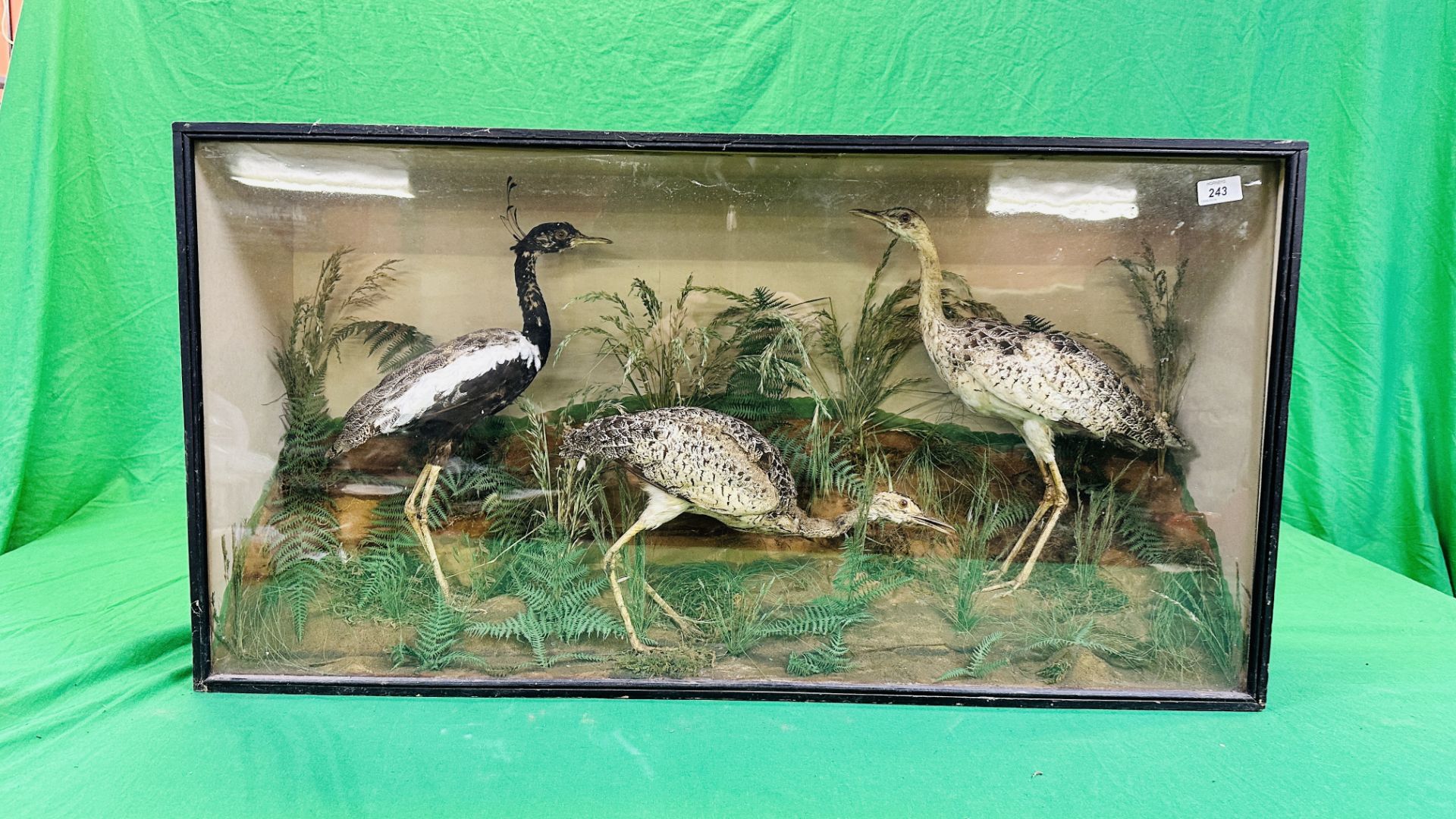 A VICTORIAN CASED TAXIDERMY STUDY OF A GROUP OF THREE WADING BIRDS, - Image 7 of 8