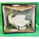 A VICTORIAN CASED TAXIDERMY STUDY OF A SWAN,