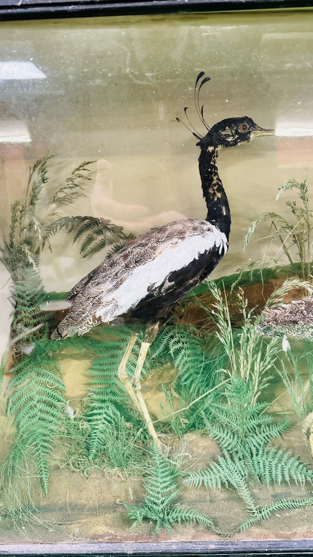 A VICTORIAN CASED TAXIDERMY STUDY OF A GROUP OF THREE WADING BIRDS, - Image 2 of 8