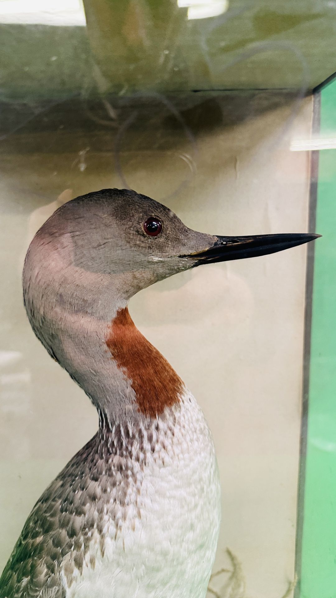 A VICTORIAN CASED TAXIDERMY STUDY OF A RED-THROATED DIVER, - Image 3 of 6