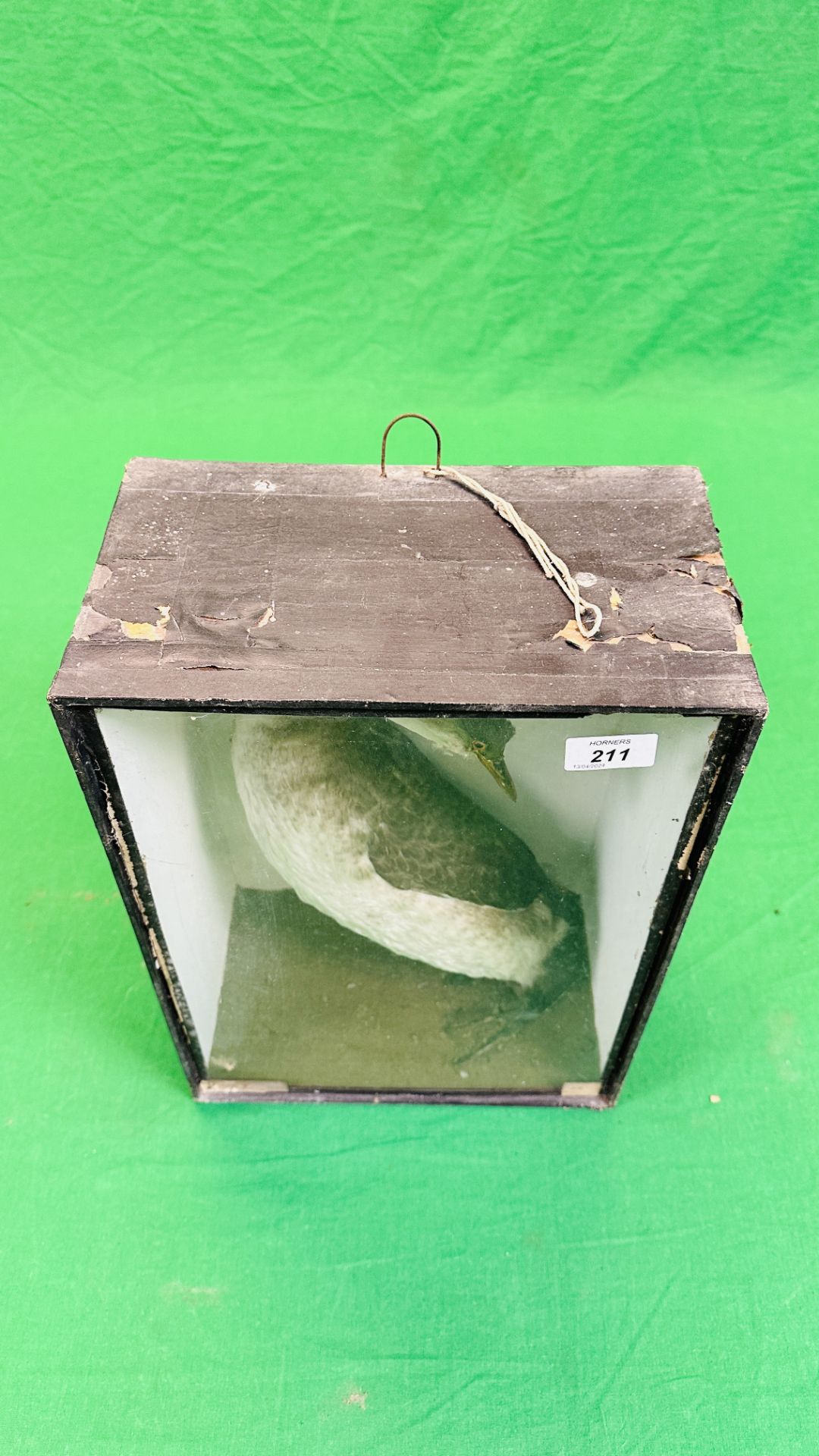A VICTORIAN CASED TAXIDERMY STUDY OF A GREBE - W 19CM X H 40.5CM X D 17CM (SIGNS OF DETERIORATION). - Bild 4 aus 5