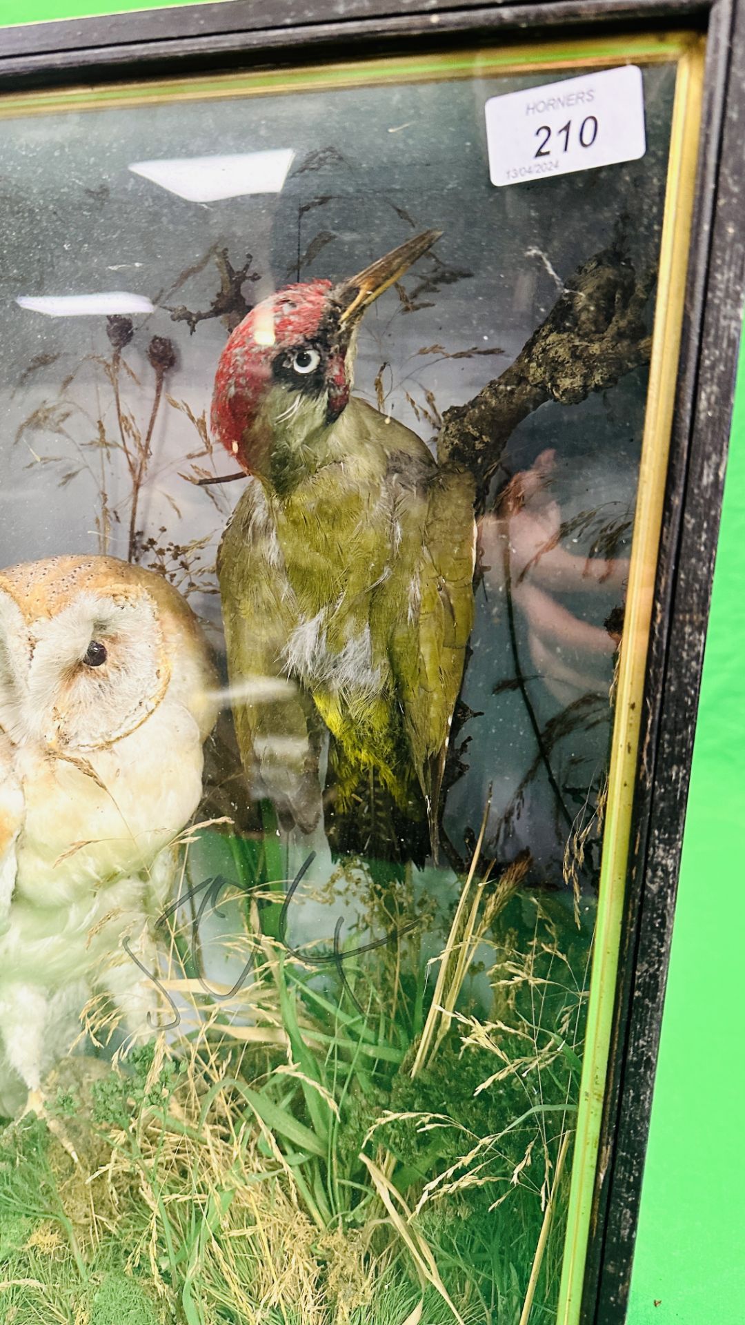 A VICTORIAN CASED TAXIDERMY STUDY OF A BARN OWL AND GREEN WOODPECKER, - Image 4 of 6